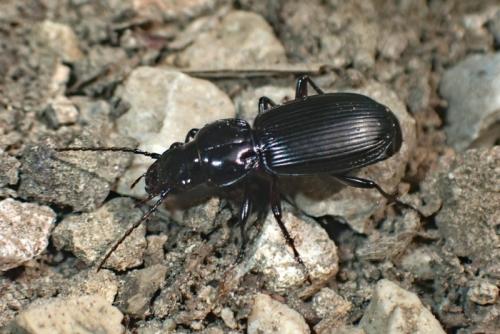 Réf. 303 811 : Pterostichus madidus